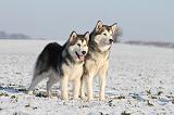 ALASKAN MALAMUTE 087